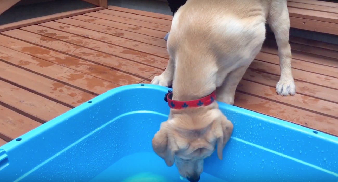 ラブラドールレトリーバー,プール動画