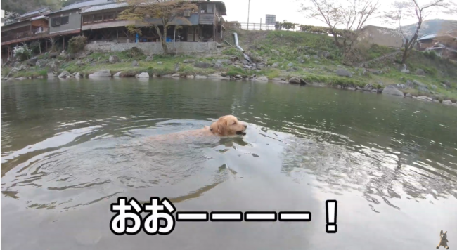 ゴールデンレトリーバー,動画