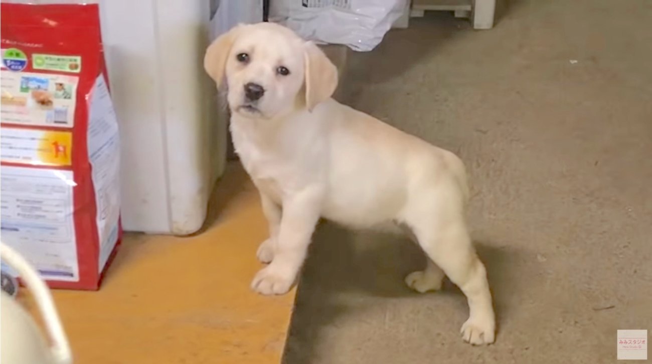 ラブラドールレトリーバー,動画