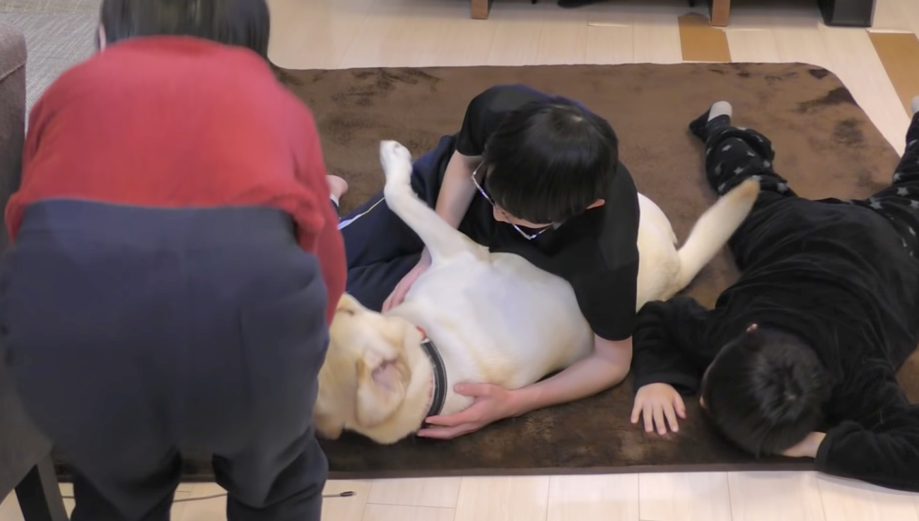 ラブラドールレトリーバー,動画