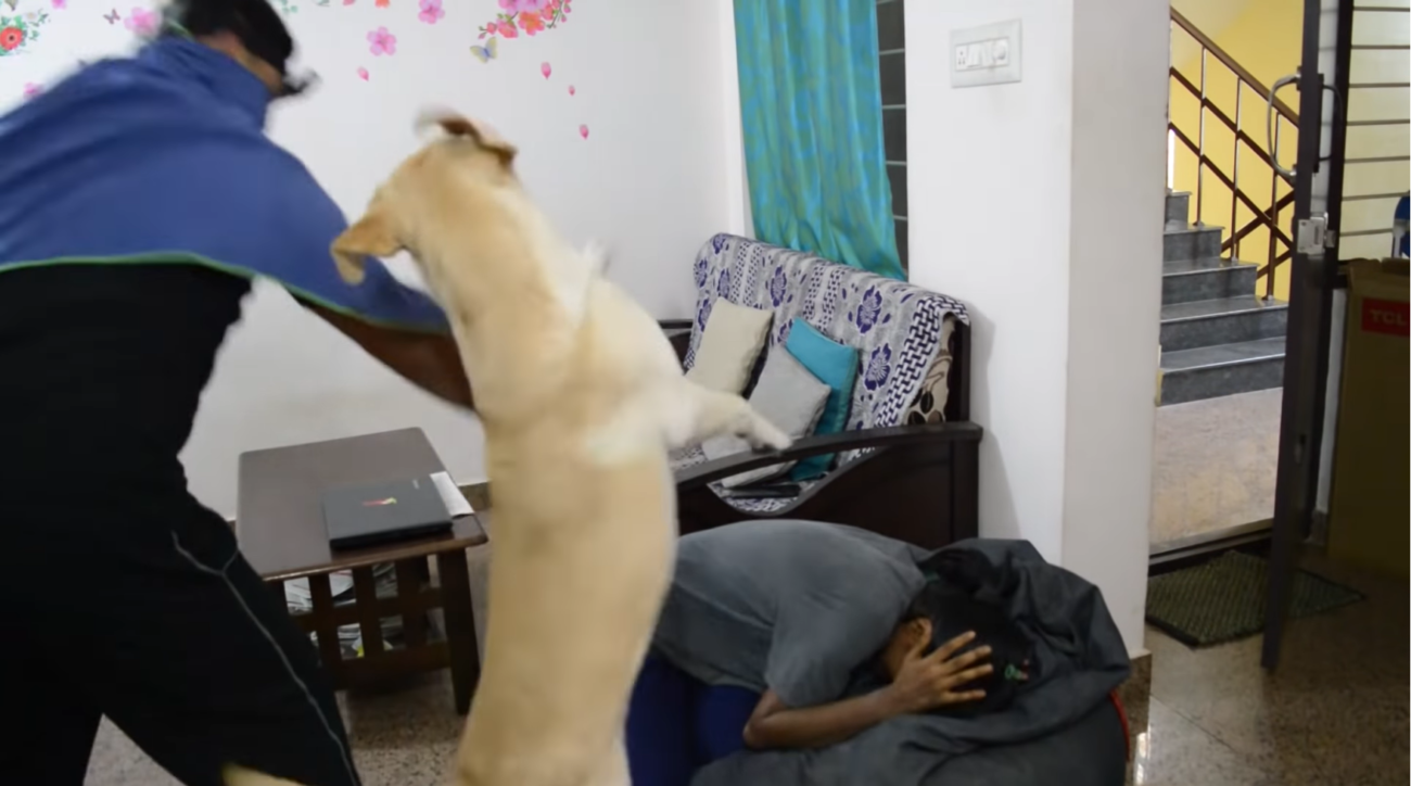 ラブラドールレトリーバー,動画