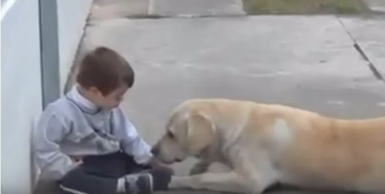 ラブラドールレトリーバー,動画