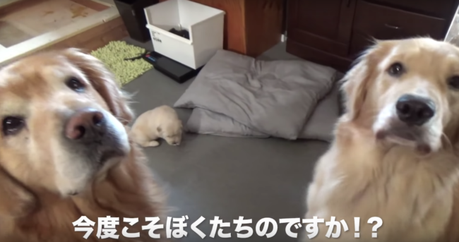 ゴールデンレトリーバー,動画