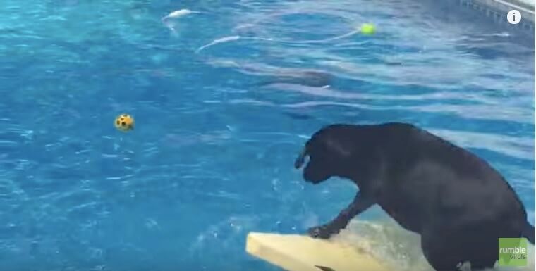 ラブラドールレトリーバー,動画