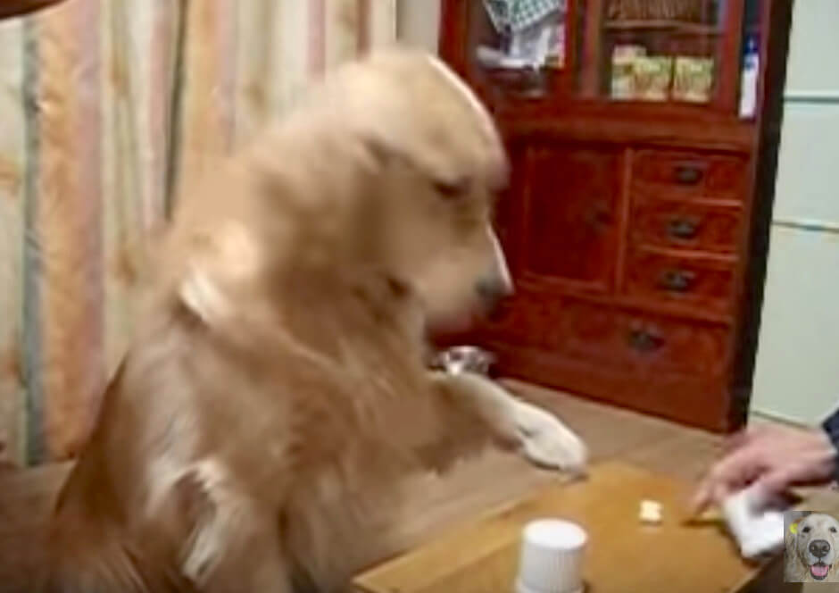 ゴールデンレトリーバー,動画