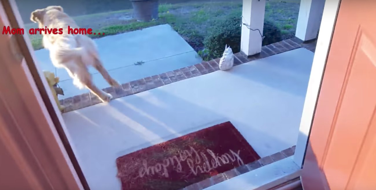 ゴールデンレトリーバー,動画