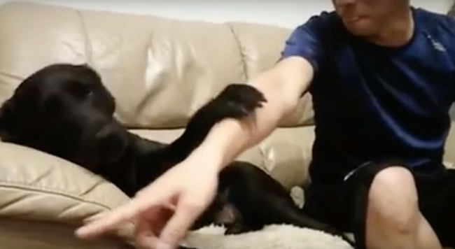 ラブラドールレトリーバー,動画