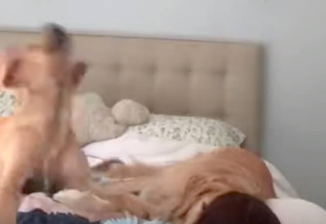 ゴールデンレトリーバー,動画