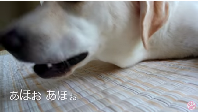 ラブラドールレトリーバー,動画