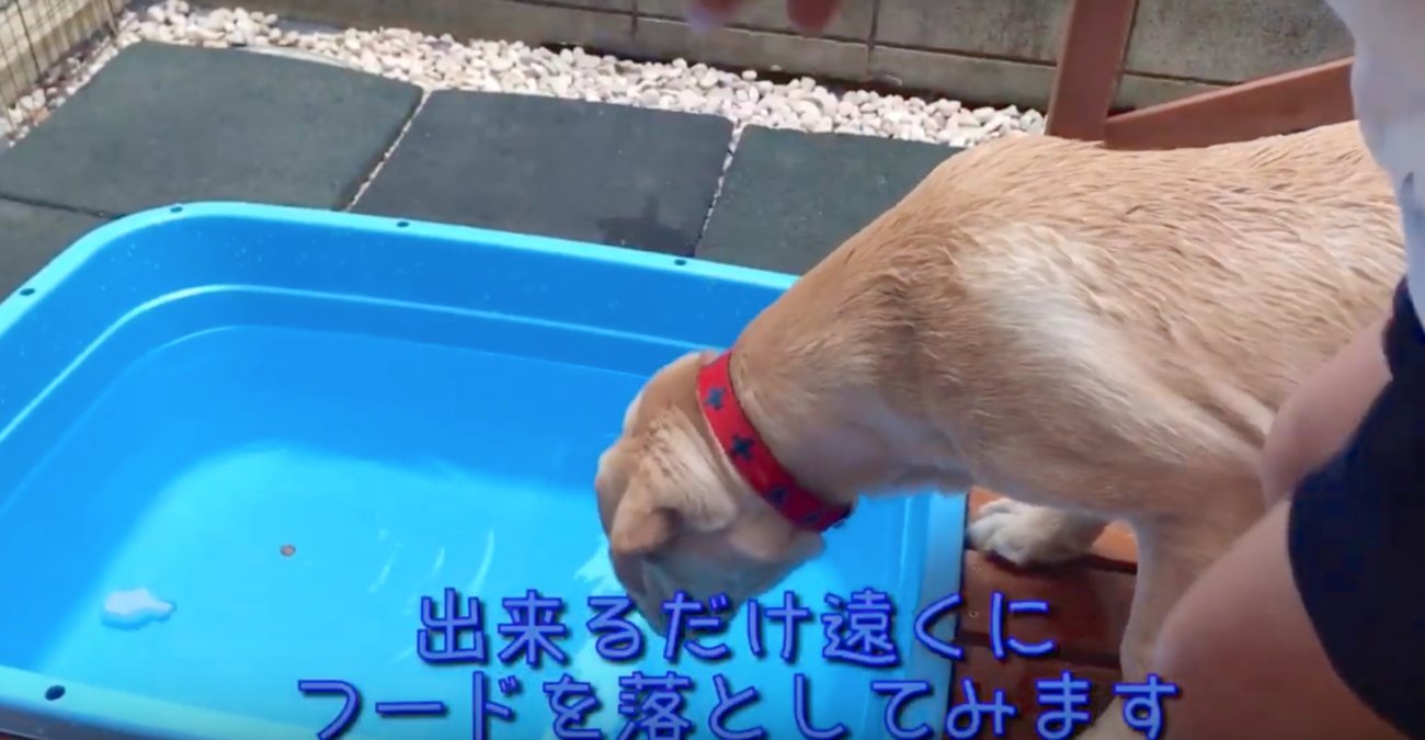 ラブラドールレトリーバー,プール動画