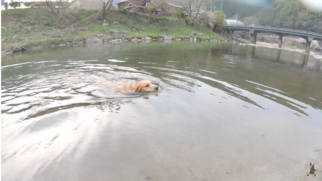 ゴールデンレトリーバー,動画