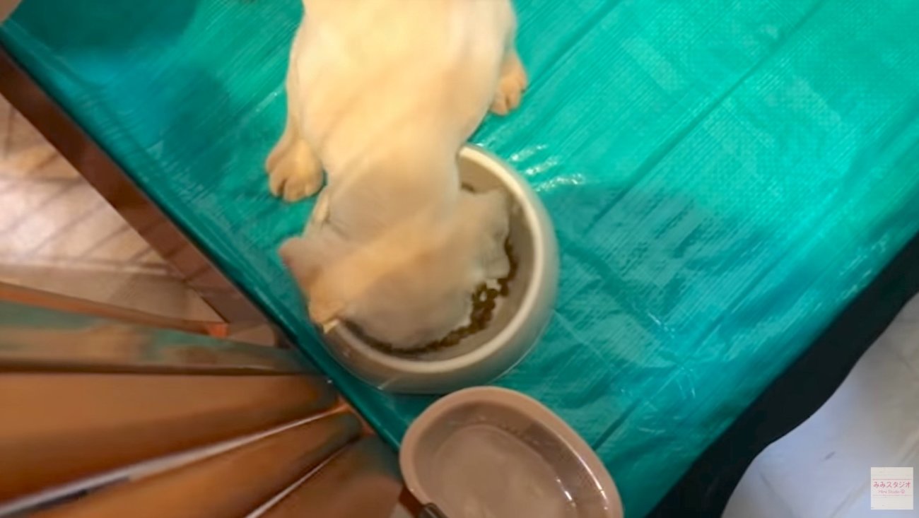 ラブラドールレトリーバー,動画