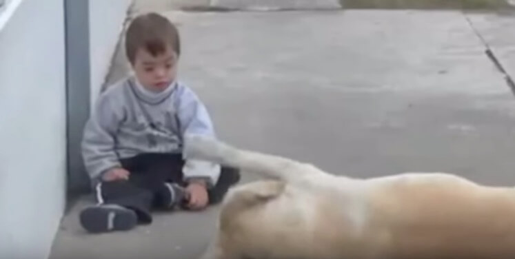 ラブラドールレトリーバー,動画