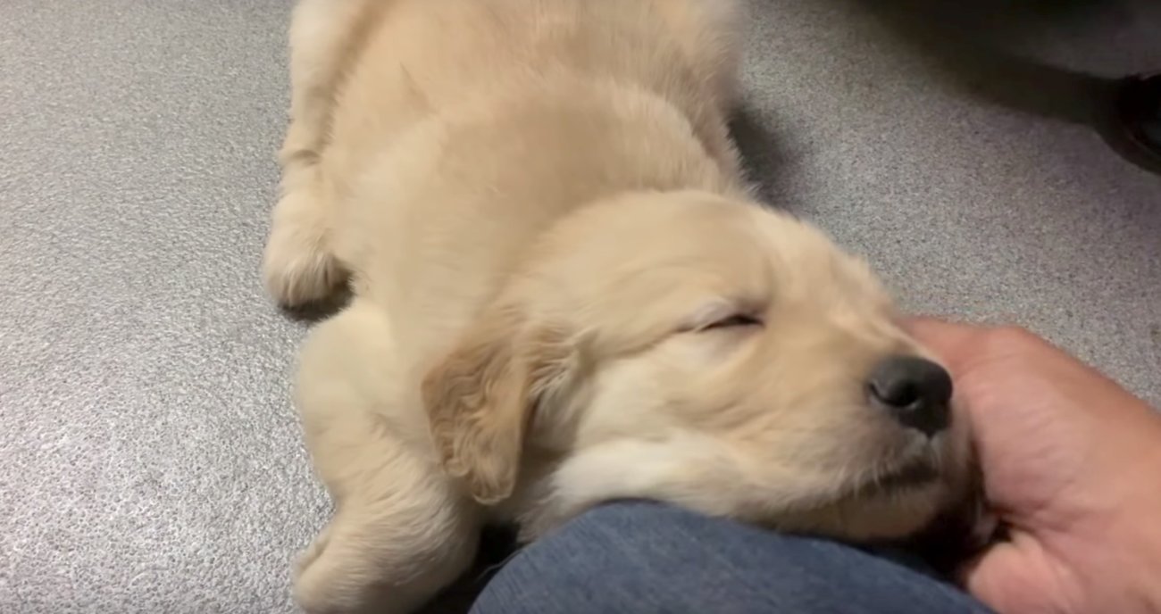 ゴールデンレトリーバー,子犬動画