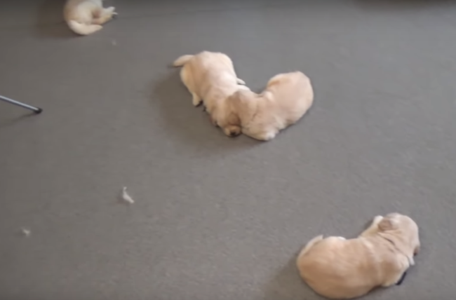 ゴールデンレトリーバー,動画