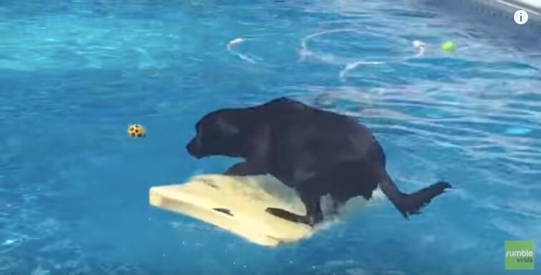 ラブラドールレトリーバー,動画