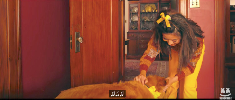 ラブラドールレトリーバー,動画