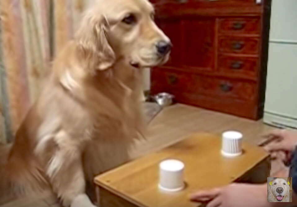 ゴールデンレトリーバー,動画