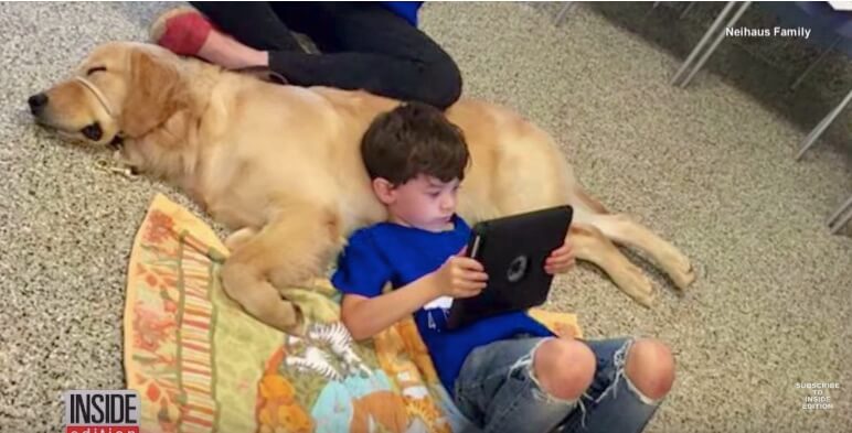 ゴールデンレトリーバー,自閉症