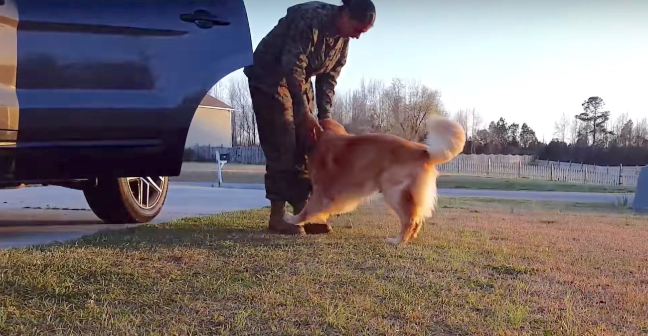 ゴールデンレトリーバー,動画