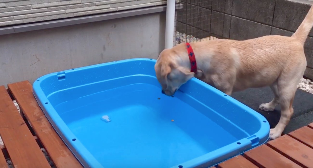 ラブラドールレトリーバー,プール動画