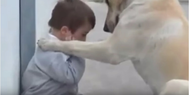 ラブラドールレトリーバー,動画