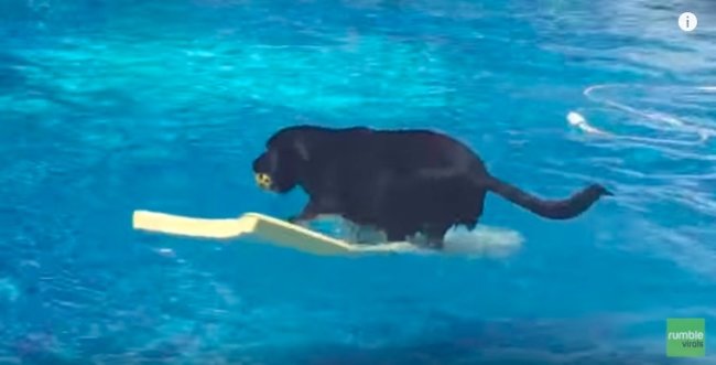 ラブラドールレトリーバー,動画