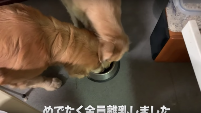 ゴールデンレトリーバー,動画