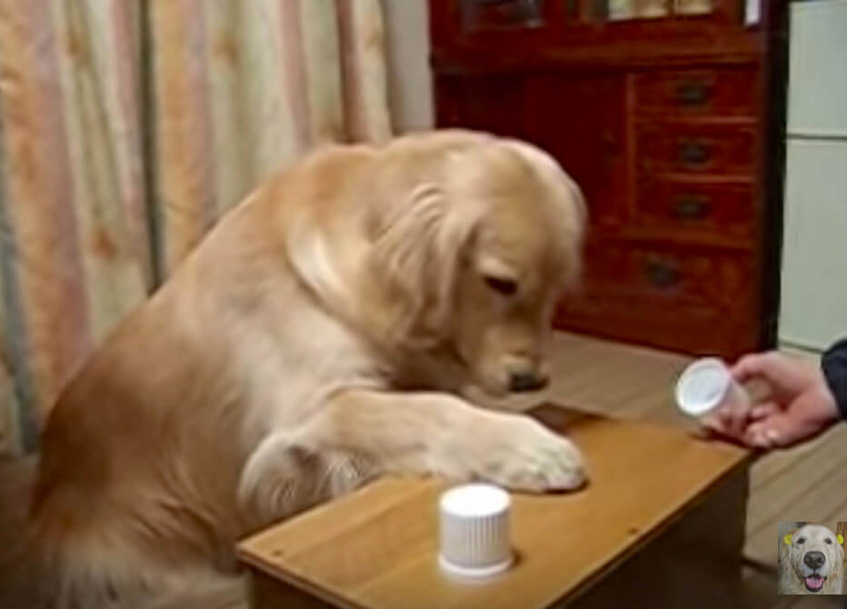 ゴールデンレトリーバー,動画