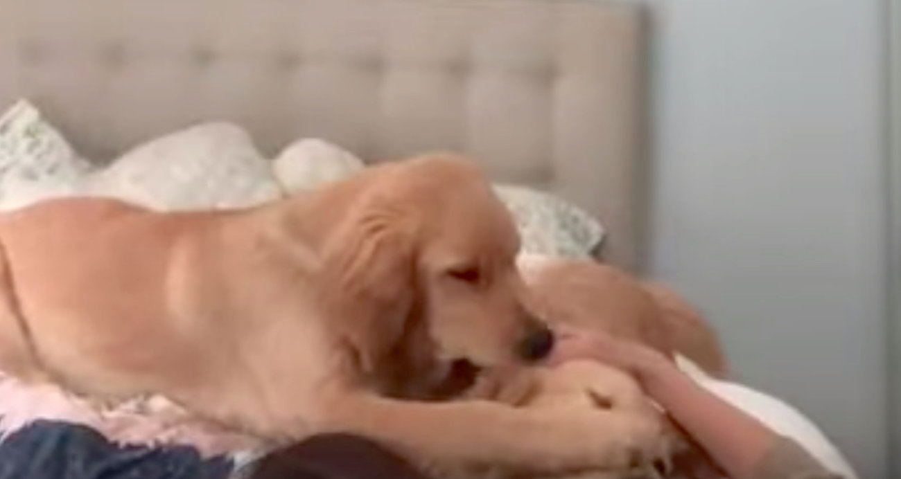 ゴールデンレトリーバー,動画