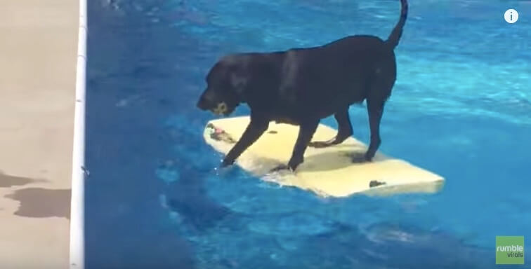 ラブラドールレトリーバー,動画