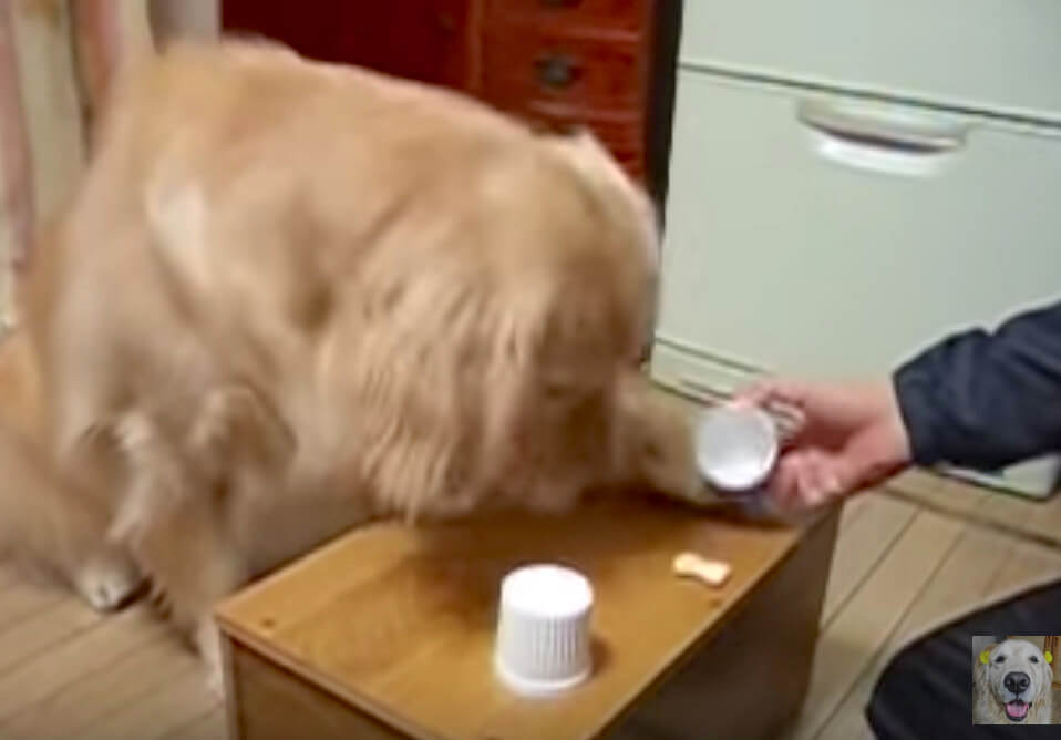 ゴールデンレトリーバー,動画