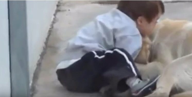 ラブラドールレトリーバー,動画