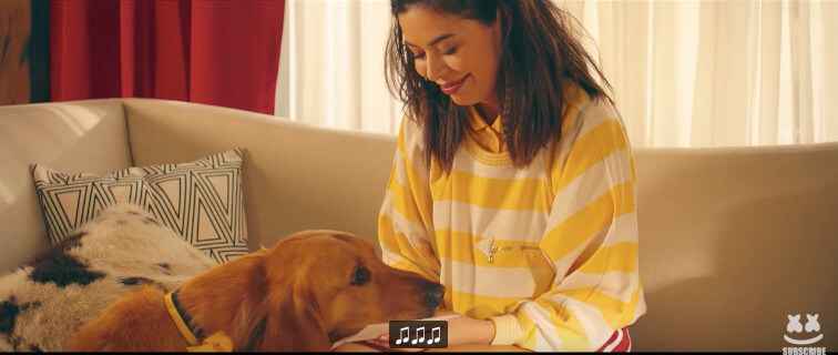 ラブラドールレトリーバー,動画