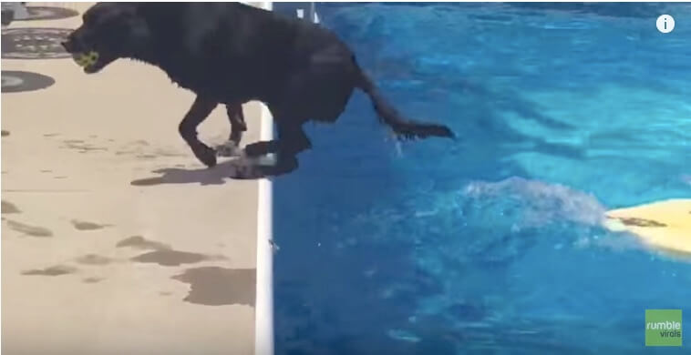 ラブラドールレトリーバー,動画