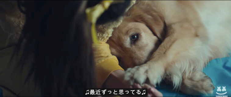 ラブラドールレトリーバー,動画