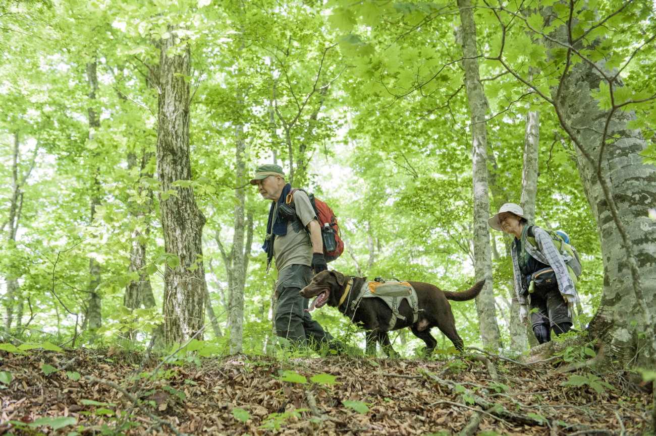 レトリーバー,夏遊び