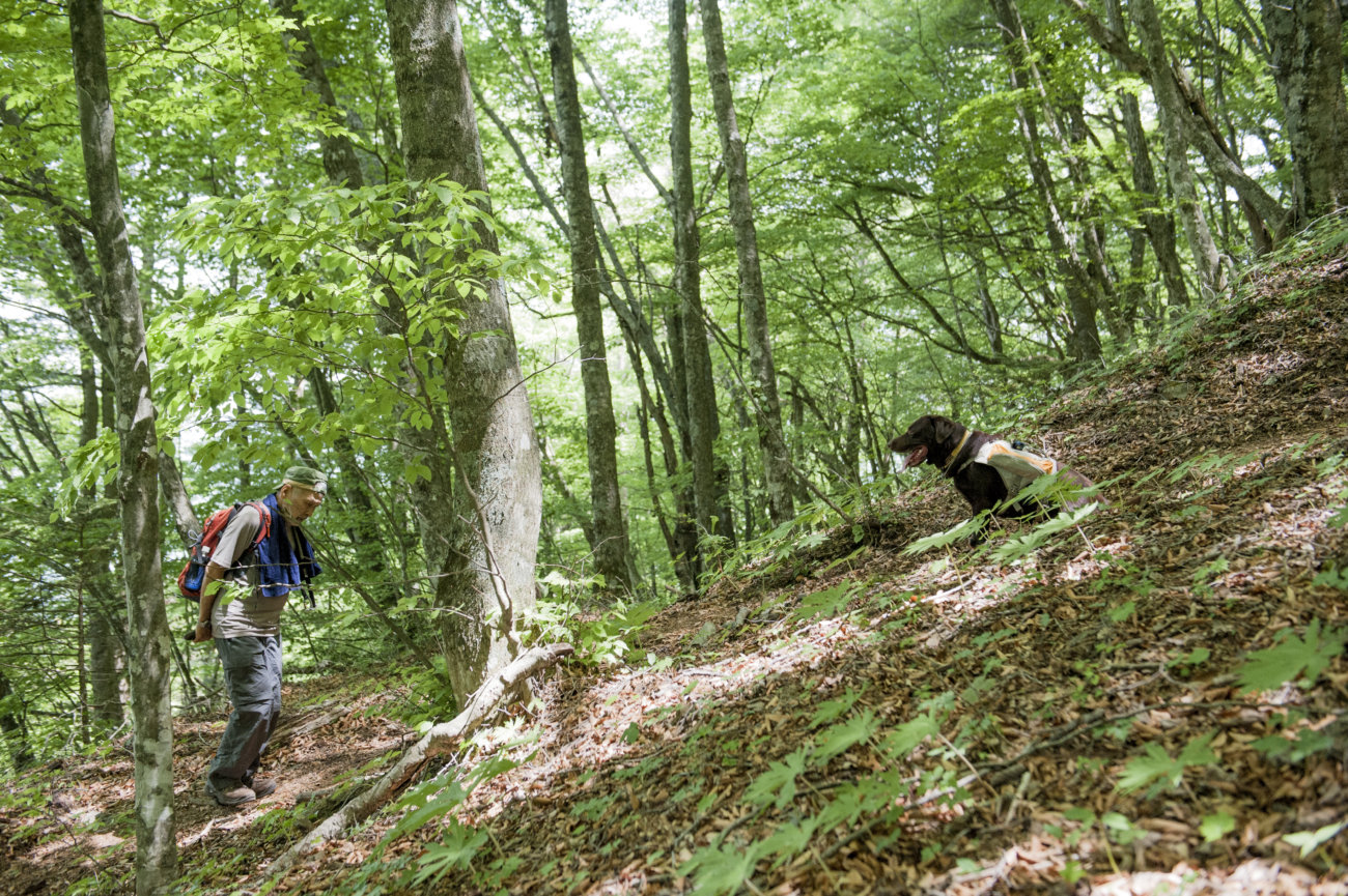 レトリーバー,夏遊び