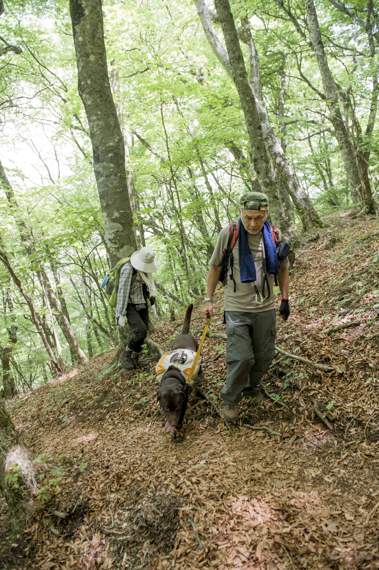 レトリーバー,夏遊び
