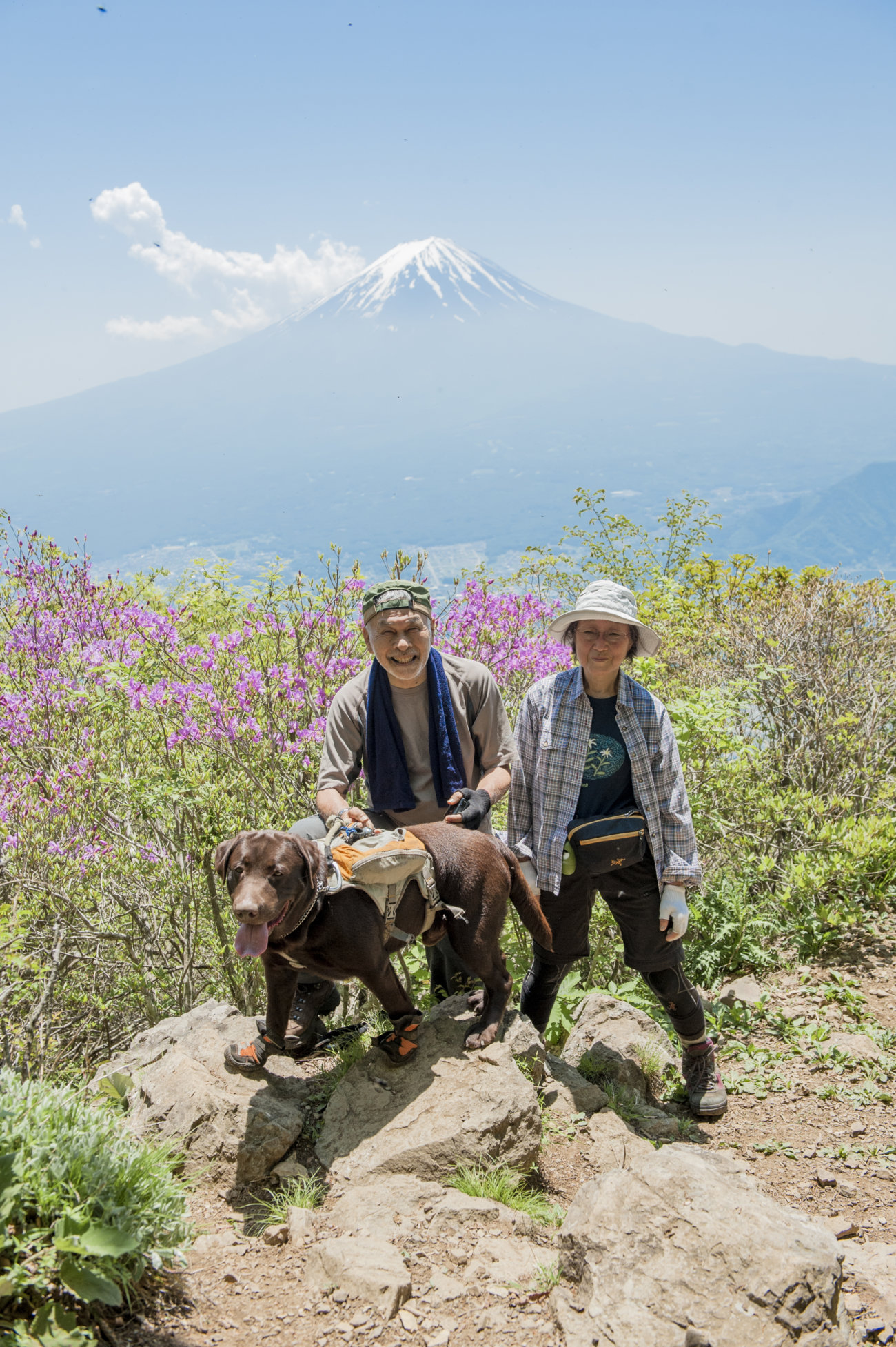 レトリーバー,夏遊び