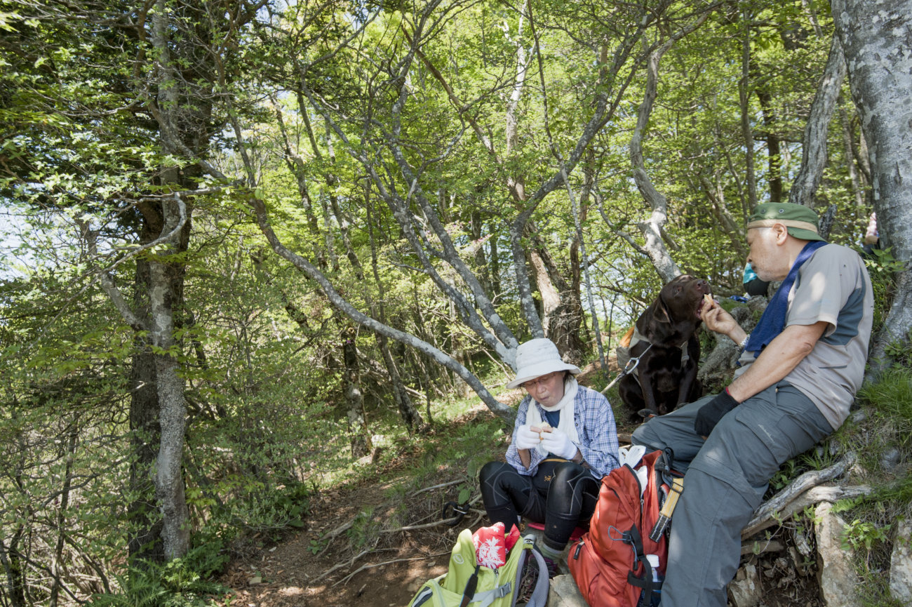 レトリーバー,夏遊び
