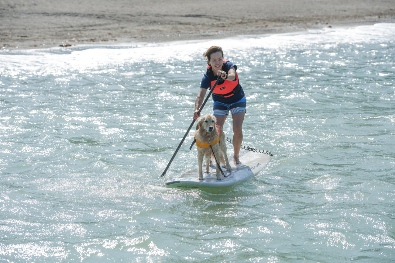 レトリーバー,夏遊び