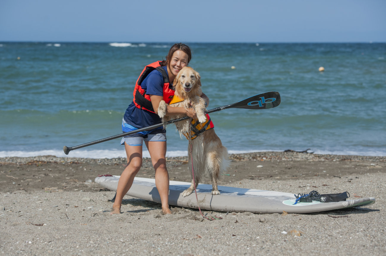 レトリーバー,夏遊び