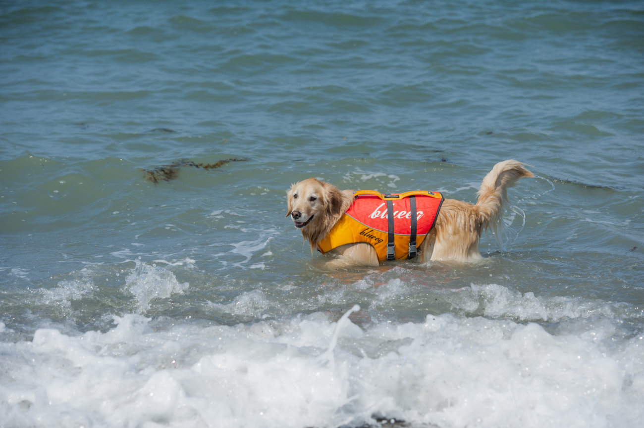 レトリーバー,夏遊び