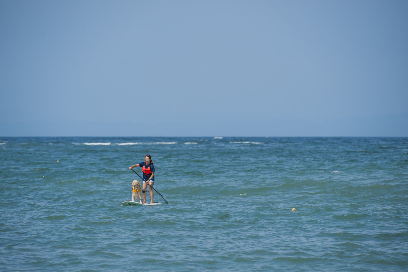 レトリーバー,夏遊び