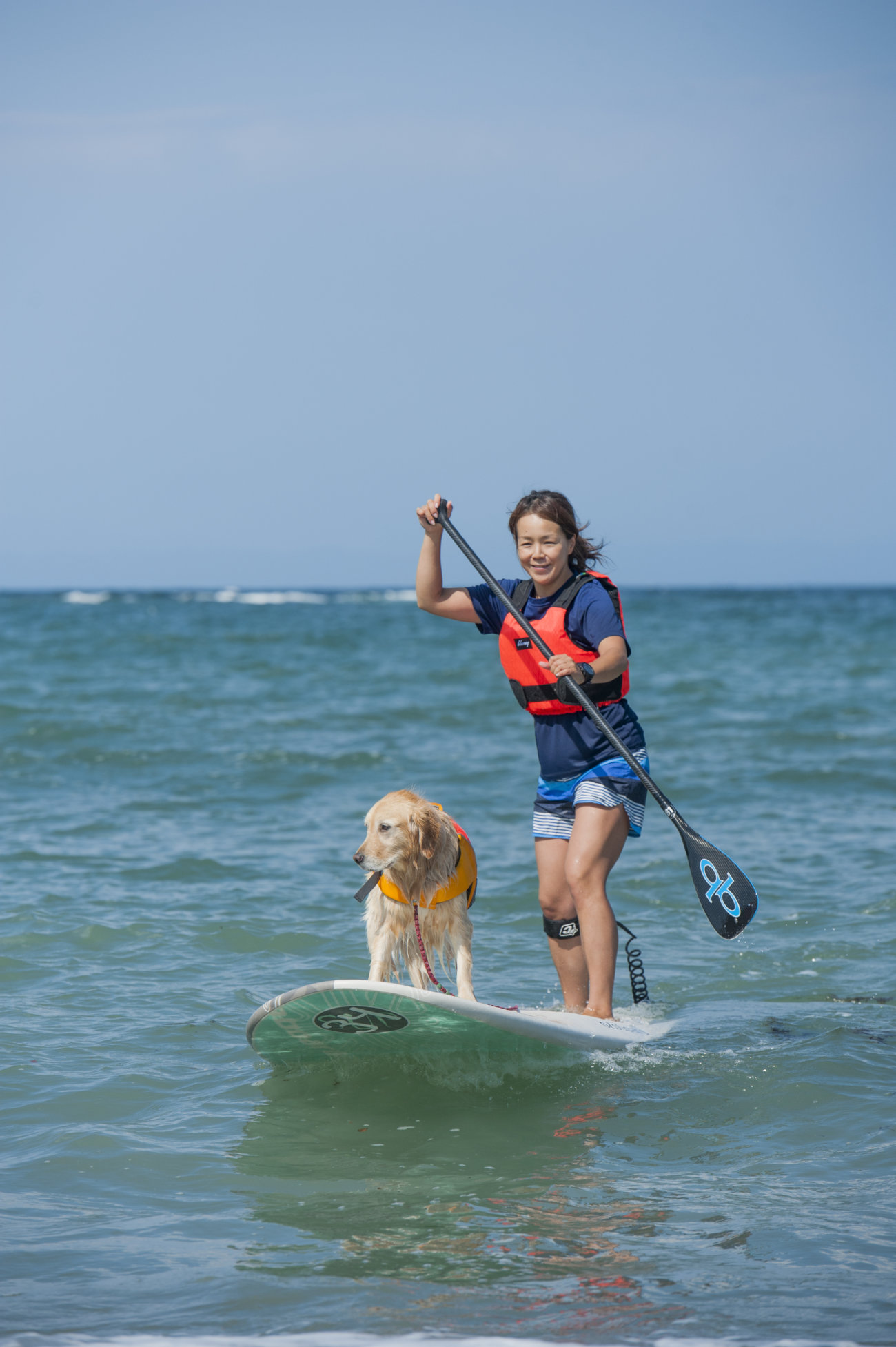 レトリーバー,夏遊び