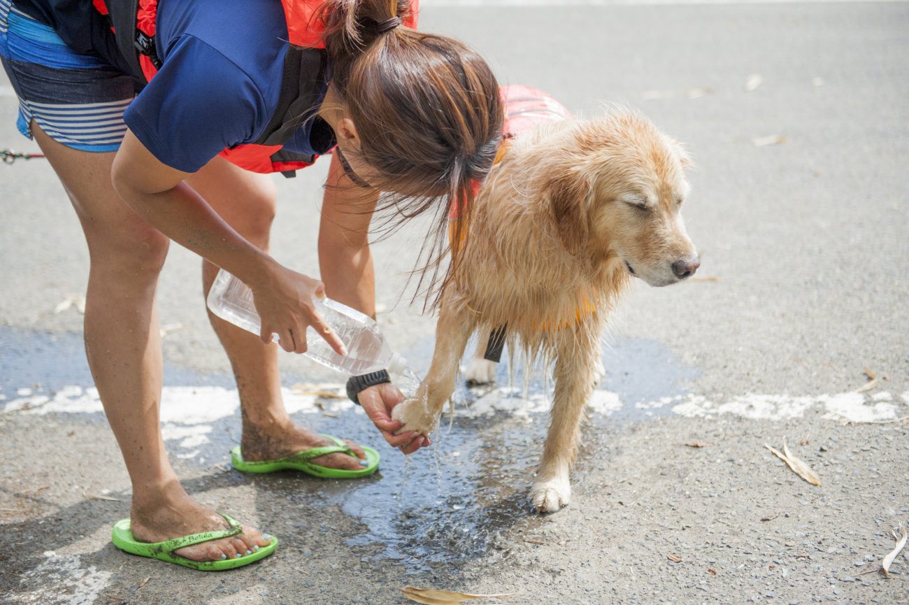 レトリーバー,夏遊び