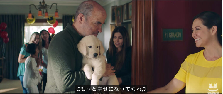 ラブラドールレトリーバー,動画