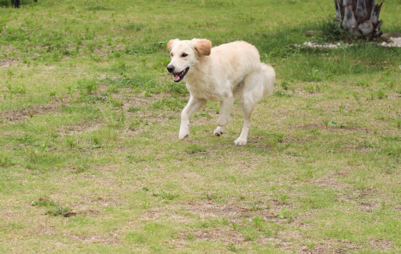ゴールデンレトリーバー,トレーナー