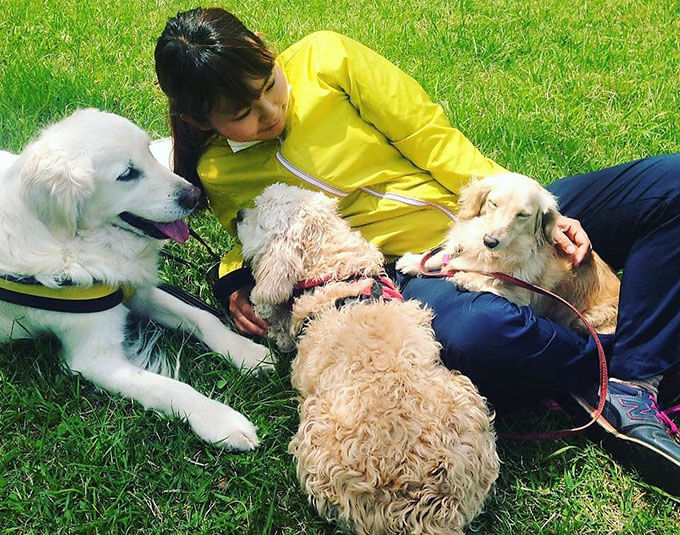 ゴールデンレトリーバー,トレーナー